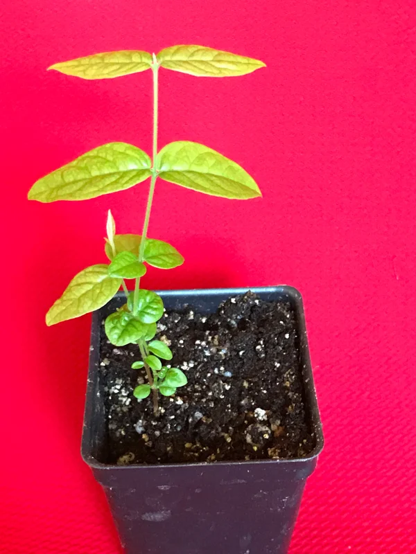 Araza Fruit Tree Live Plant - Eugenia Stipitata Seedling - 3-5'' Tall in 2.5'' Pot - Image 4