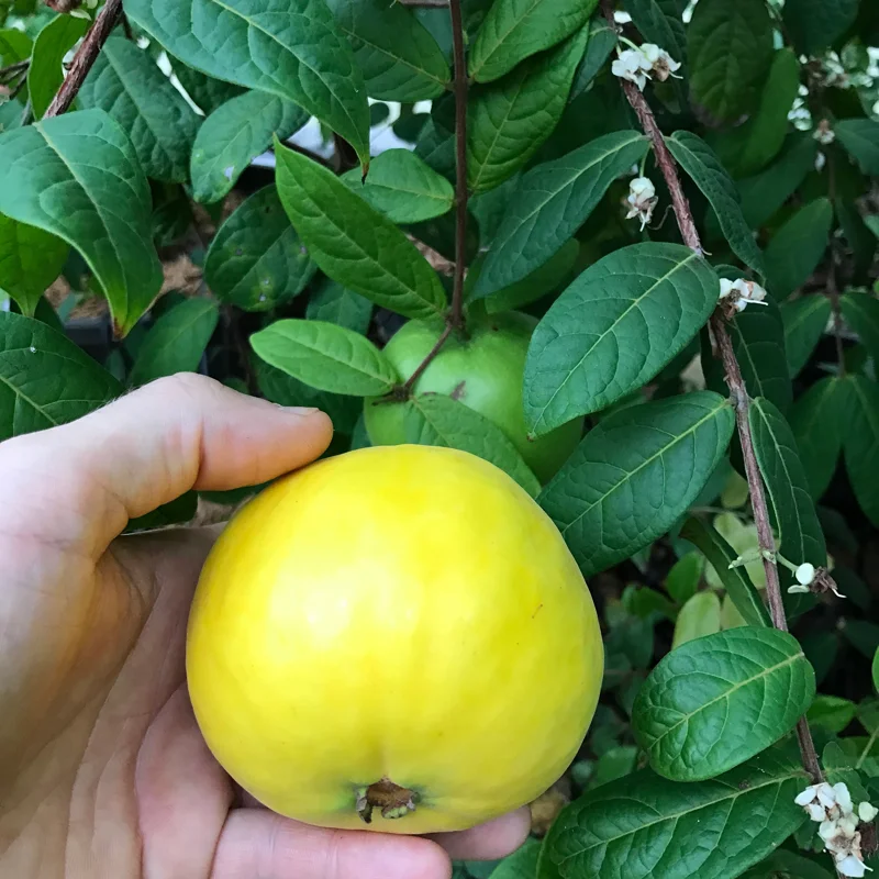 Araza Fruit Tree Live Plant - Eugenia Stipitata Seedling - 3-5'' Tall in 2.5'' Pot - Image 6