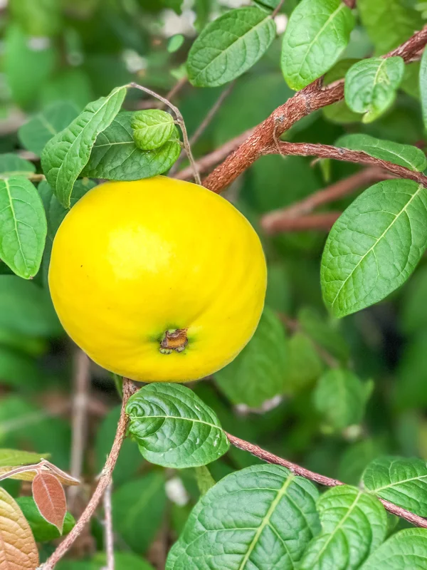Araza Fruit Tree Live Plant - Eugenia Stipitata Seedling - 3-5'' Tall in 2.5'' Pot - Image 7