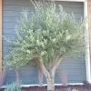 Arbequina Olive Live Tree Plant - 1 Year Old, Cold Hardy - Zones 8-11 - Image 1