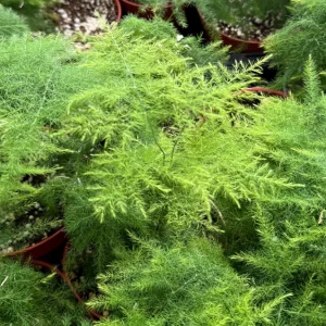 Asparagus Fern Live Plant – Delicate Indoor Foliage in 4 inch Pot - Image 3