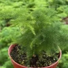 Asparagus Fern Live Plant – Delicate Indoor Foliage in 4 inch Pot - Image 1