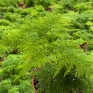 Asparagus Fern Live Plant – Delicate Indoor Foliage in 4 inch Pot - Image 4