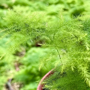 Asparagus Fern Live Plant – Delicate Indoor Foliage in 4 inch Pot - Image 5