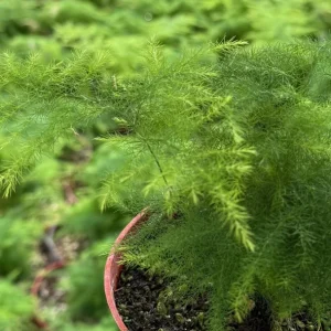 Asparagus Fern Live Plant – Delicate Indoor Foliage in 4 inch Pot - Image 7
