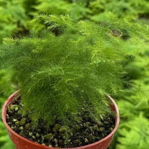Asparagus Fern Live Plant – Delicate Indoor Foliage in 4 inch Pot - Image 8