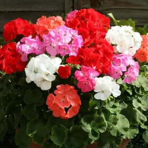Assorted Geranium Live Plants - Pack of 3 Perennial Flowers, 4-6 inch tall - Image 7