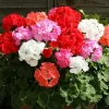 Assorted Geranium Live Plants - Pack of 3 Perennial Flowers, 4-6 inch tall - Image 1