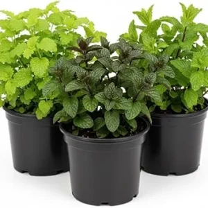 Assorted Herb Plants - 3 Live Plants Mix (Basil, Rosemary, Peppermint, Lemon Balm) - 3-5 Inches Tall - Image 2
