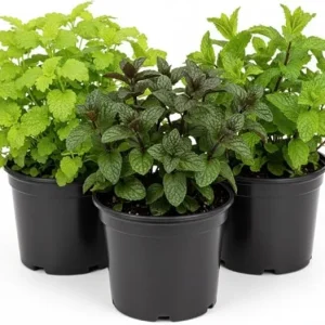 Assorted Herb Plants - 3 Live Plants Mix (Basil, Rosemary, Peppermint, Lemon Balm) - 3-5 Inches Tall - Image 6