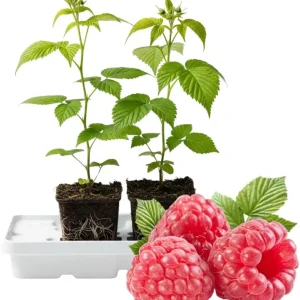 Assorted Raspberry Plants Live - Pack of 2, 5-9 Inch Tall, Sweet Berry Bush for Outdoor Gardens - Image 2