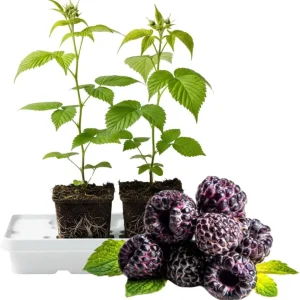 Assorted Raspberry Plants Live - Pack of 2, 5-9 Inch Tall, Sweet Berry Bush for Outdoor Gardens - Image 3