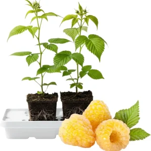 Assorted Raspberry Plants Live - Pack of 2, 5-9 Inch Tall, Sweet Berry Bush for Outdoor Gardens - Image 4