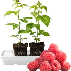 Assorted Raspberry Plants Live - Pack of 2, 5-9 Inch Tall, Sweet Berry Bush for Outdoor Gardens - Image 5