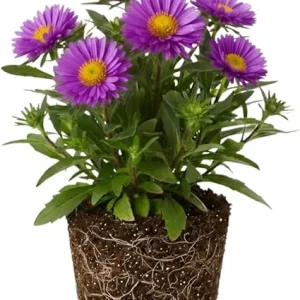 Aster Live Plant – Purple Perennial, 5-7 Inches Tall, Indoor/Outdoor - Image 2