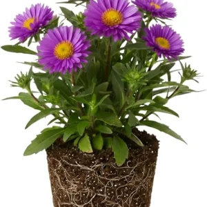 Aster Live Plant – Purple Perennial, 5-7 Inches Tall, Indoor/Outdoor - Image 7