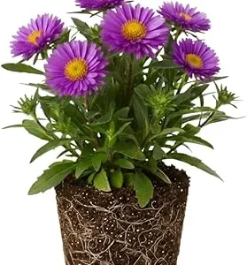 Aster Live Plant – Purple Perennial, 5-7 Inches Tall, Indoor/Outdoor - Image 1