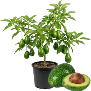 Avocado Tree Live Plant – 2 Years Old, 3-3.5 Ft Tall, 3 Gallon Pot, Cold Hardy - Image 1