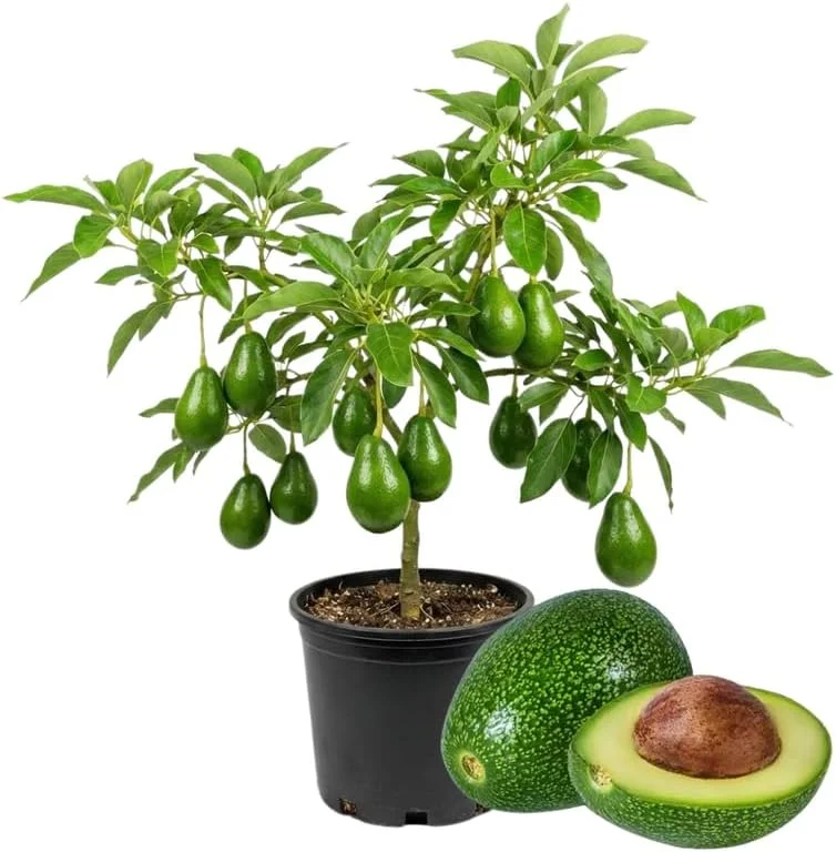 Avocado Tree Live Plant – 2 Years Old, 3-3.5 Ft Tall, 3 Gallon Pot, Cold Hardy - Image 1
