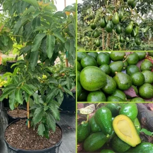 Avocado Tree Live Plant – 2 Years Old, 3-3.5 Ft Tall, 3 Gallon Pot, Cold Hardy - Image 2