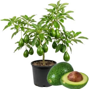 Avocado Tree Live Plant - 2 Years Old, 3-3.5 Ft Tall, 3 Gallon Pot, Cold Hardy - Image 3
