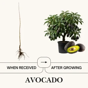 Avocado Tree Live Plant – 2 Years Old, 3-3.5 Ft Tall, 3 Gallon Pot, Cold Hardy - Image 4