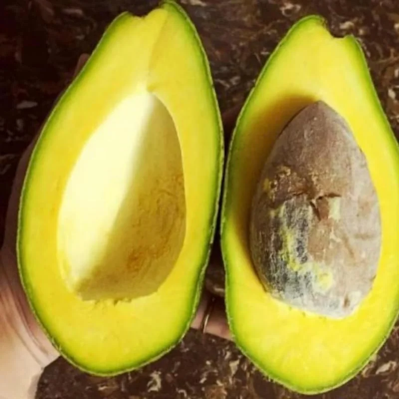 Avocado Tree Live Plant – 2 Years Old, 3-3.5 Ft Tall, 3 Gallon Pot, Cold Hardy - Image 6