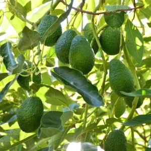 Avocado Tree Live Plant - Cold Hardy, 1-2 Ft Tall Tropical Fruit for Zones 5-11 - Image 2