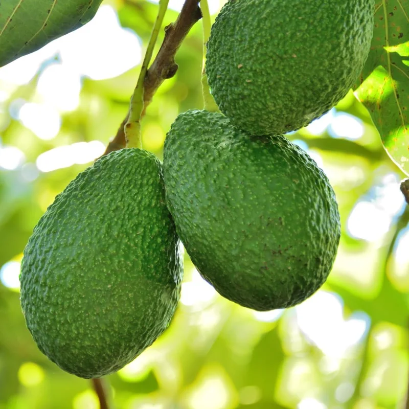 Avocado Tree Live Plant - Cold Hardy, 1-2 Ft Tall Tropical Fruit for Zones 5-11 - Image 3