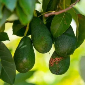 Avocado Tree Live Plant - Cold Hardy, 1-2 Ft Tall Tropical Fruit for Zones 5-11 - Image 5