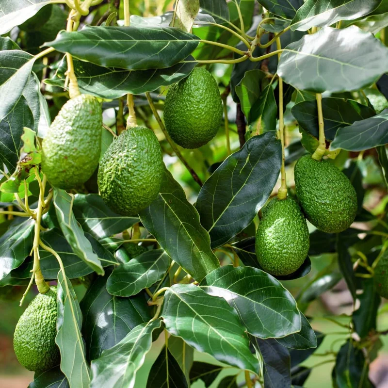 Avocado Tree Live Plant - Cold Hardy, 1-2 Ft Tall Tropical Fruit for Zones 5-11 - Image 6