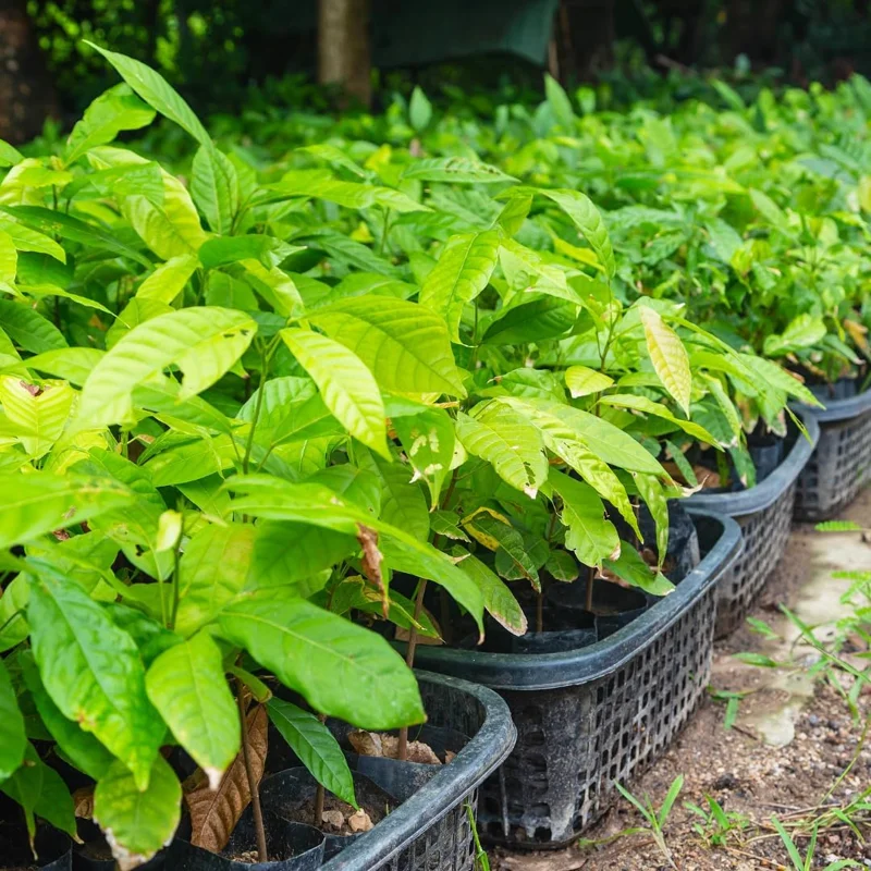 Avocado Tree Live Plant - Cold Hardy, 1-2 Ft Tall Tropical Fruit for Zones 5-11 - Image 7