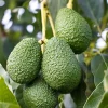 Avocado Tree Live Plant, Live Avocado Plant Seedling, 6 to 9 Inc Tall for Garden - Image 1