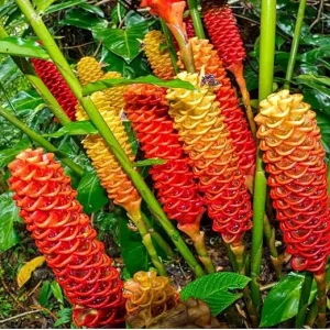Awapuhi Shampoo Ginger Live Plant 5-10