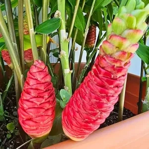 Awapuhi Shampoo Ginger Rhizomes - 2 Pcs Zingiber Zerumbet for Outdoor Planting - Image 7