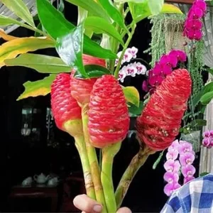 Awapuhi Shampoo Ginger Rhizomes - 6 Fresh Roots, Outdoor Planting, Zones 9-11 - Image 3