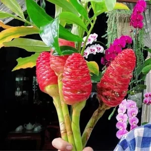 Awapuhi Shampoo Ginger Rhizomes - 6 Fresh Roots, Outdoor Planting, Zones 9-11 - Image 1