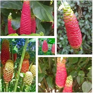 Awapuhi Shampoo Ginger Rhizomes - 8 Pack Zingiber Zerumbet Tubers for Planting - Image 1