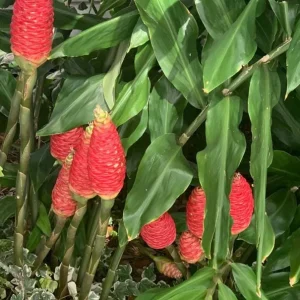 Awapuhi Shampoo Ginger Rhizomes - 8 Pack Zingiber Zerumbet Tubers for Planting - Image 7