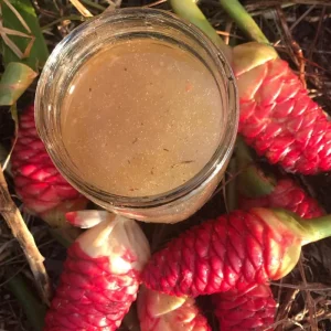 Awapuhi Shampoo Ginger Rhizomes - 8 Roots for Planting, Hawaiian Ginger Lily Plants - Image 4