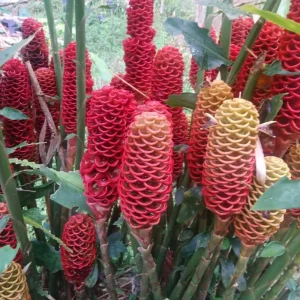 Awapuhi Shampoo Ginger Rhizomes - 8 Roots for Planting, Hawaiian Ginger Lily Plants - Image 6