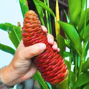 Awapuhi Shampoo Ginger Rhizomes - 8 Roots for Planting, Hawaiian Ginger Lily Plants - Image 8