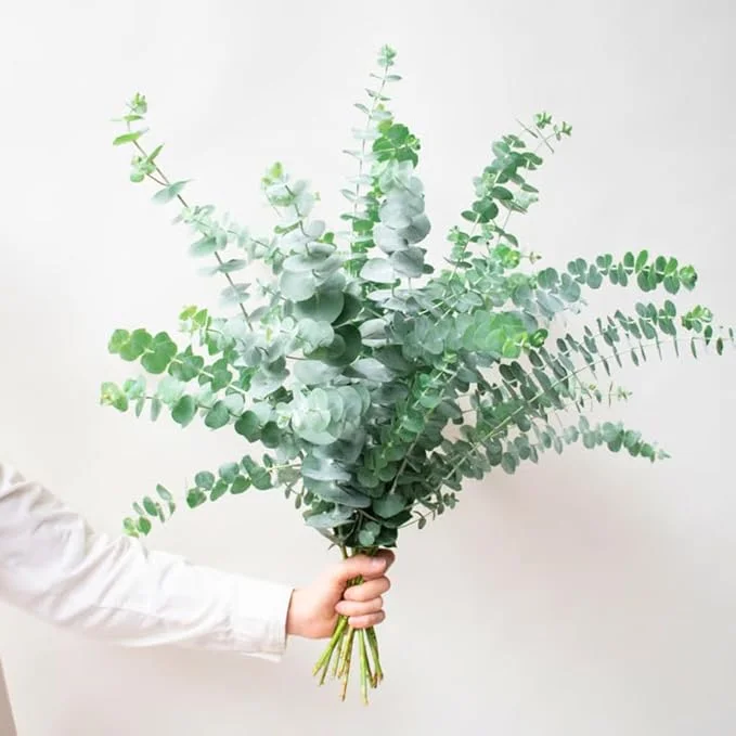 Baby Blue Eucalyptus Live Plant - 2.5 Inch Pot, Cold Hardy, Fragrant, Indoor/Outdoor - Image 2