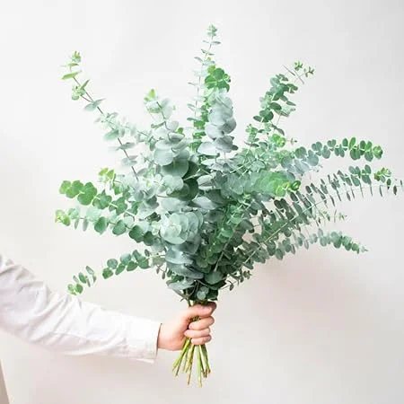 Baby Blue Eucalyptus Live Plant - 2.5 Inch Pot, Cold Hardy, Fragrant, Indoor/Outdoor - Image 1