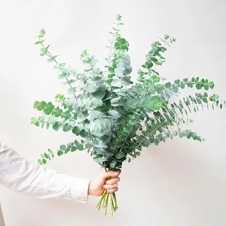 Baby Blue Eucalyptus Live Plant - 2.5 Inch Pot, Cold Hardy, Fragrant, Indoor/Outdoor - Image 5