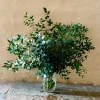 Baby Blue Eucalyptus Live Plant 2.5" Pot - Fragrant Foliage Houseplant for Indoor/Outdoor - Image 1