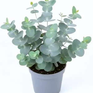 Baby Blue Eucalyptus Live Plant, 3-5 Inches Starter, Fragrant Foliage, 2.5 Inch Pot, Indoor/Outdoor - Image 2
