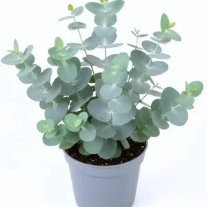 Baby Blue Eucalyptus Live Plant, 3-5 Inches Starter, Fragrant Foliage, 2.5 Inch Pot, Indoor/Outdoor - Image 3