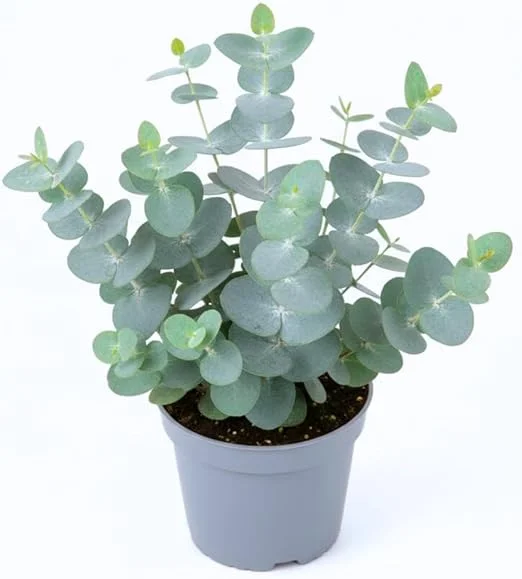 Baby Blue Eucalyptus Live Plant, 3-5 Inches Starter, Fragrant Foliage, 2.5 Inch Pot, Indoor/Outdoor - Image 3