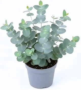 Baby Blue Eucalyptus Live Plant, 3-5 Inches Starter, Fragrant Foliage, 2.5 Inch Pot, Indoor/Outdoor - Image 6
